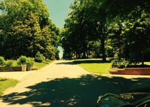 A road with trees and bushes on both sides of it.