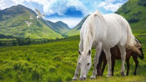 A white horse grazing in the middle of a green field.