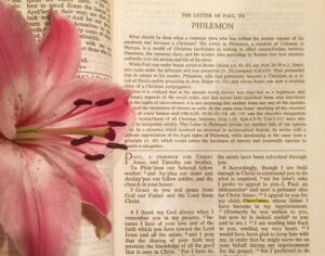 A pink flower sitting on top of an open bible.