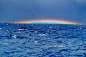 A rainbow over the ocean with a bird flying in front of it.