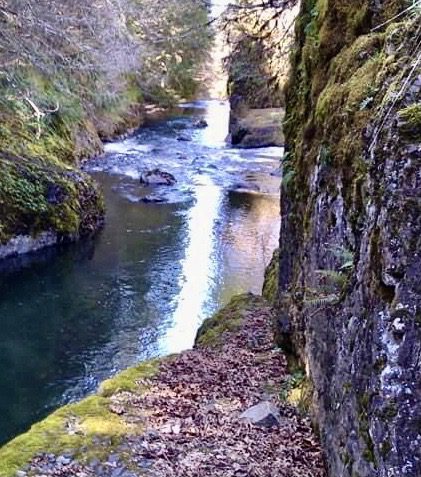 A river flowing through the middle of a forest.